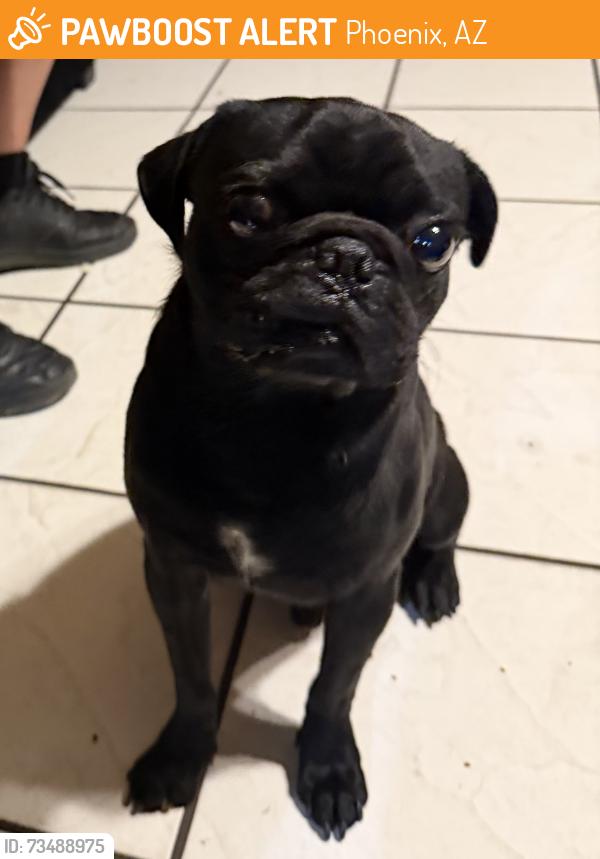 Lost Unknown Dog last seen 35th Ave and Camelback Phoenix AZ, Phoenix, AZ 85017