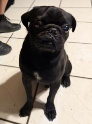 Lost Unknown Dog last seen 35th Ave and Camelback Phoenix AZ, Phoenix, AZ 85017