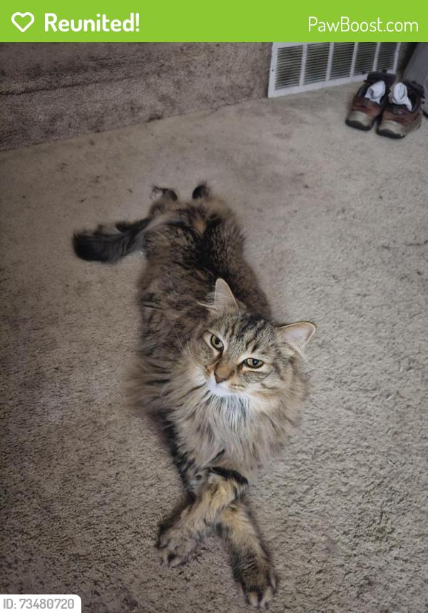 Reunited Male Cat last seen Fairway falls old golf course community, Wilmington, DE 19808