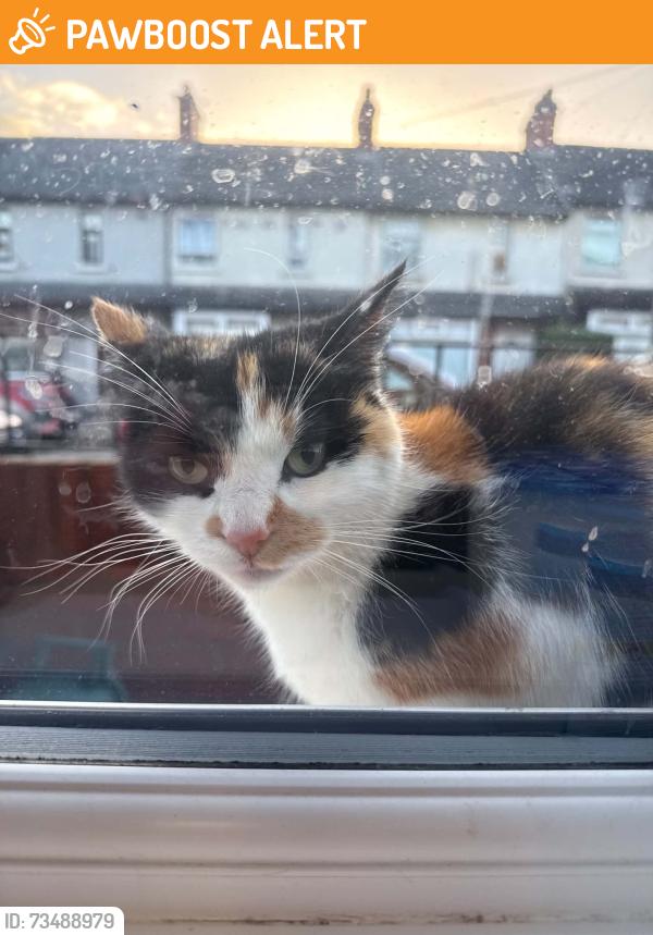 Found/Stray Unknown Cat last seen Tavanagh Street, Belfast, Northern Ireland BT12 6JN