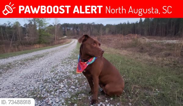 Lost Female Dog last seen Georgia Avenue @ Briggs Ave next door to North Augusta post office, North Augusta, SC 29841