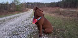 Lost Female Dog last seen Georgia Avenue @ Briggs Ave next door to North Augusta post office, North Augusta, SC 29841