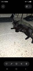 Reunited Male Cat last seen Near Airline Hwy, Baton Rouge, LA 70815, USA, Baton Rouge, LA 70815