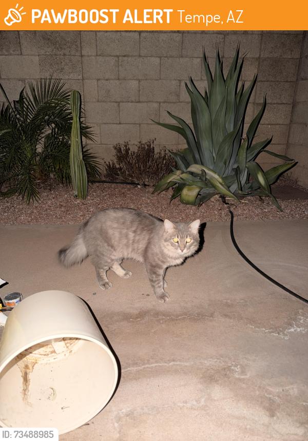 Found/Stray Unknown Cat last seen Southern and the 101, Tempe, AZ 85282