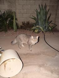 Found/Stray Unknown Cat last seen Southern and the 101, Tempe, AZ 85282