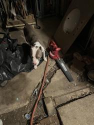 Found/Stray Female Dog last seen Rainbow hills park, San Antonio, TX 78227