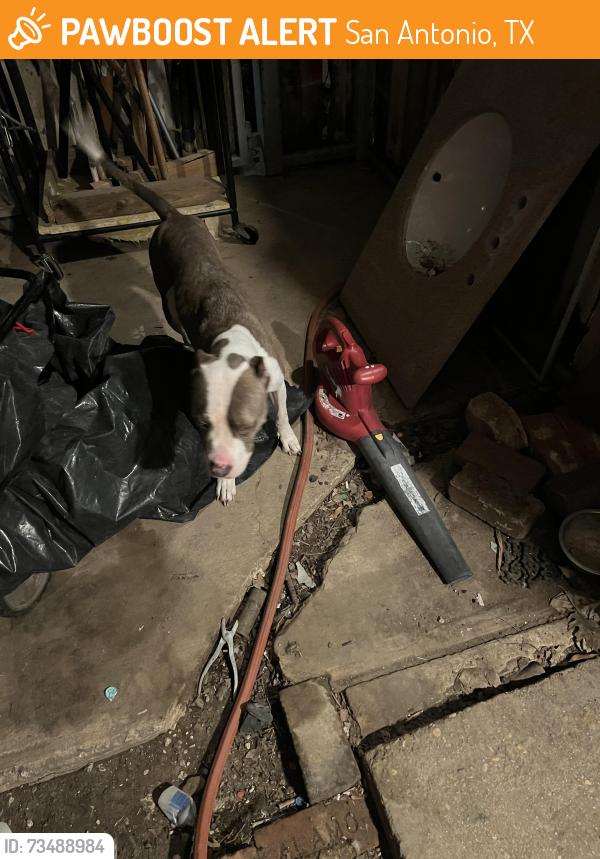 Found/Stray Female Dog last seen Rainbow hills park, San Antonio, TX 78227