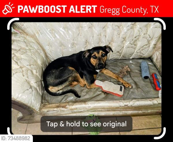Lost Female Dog last seen Old 135, Gregg County, TX 75662