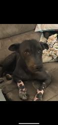 Lost Male Dog last seen Ridgebrook and timberpath, San Antonio, TX 78250