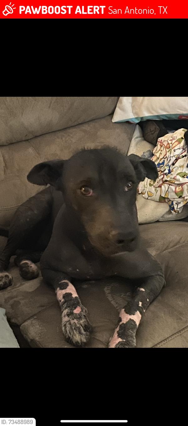 Lost Male Dog last seen Ridgebrook and timberpath, San Antonio, TX 78250