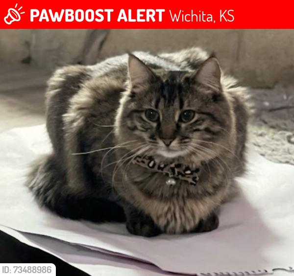 Lost Female Cat last seen 11th and Gow, Wichita, KS 67203
