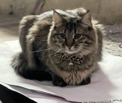 Lost Female Cat last seen 11th and Gow, Wichita, KS 67203