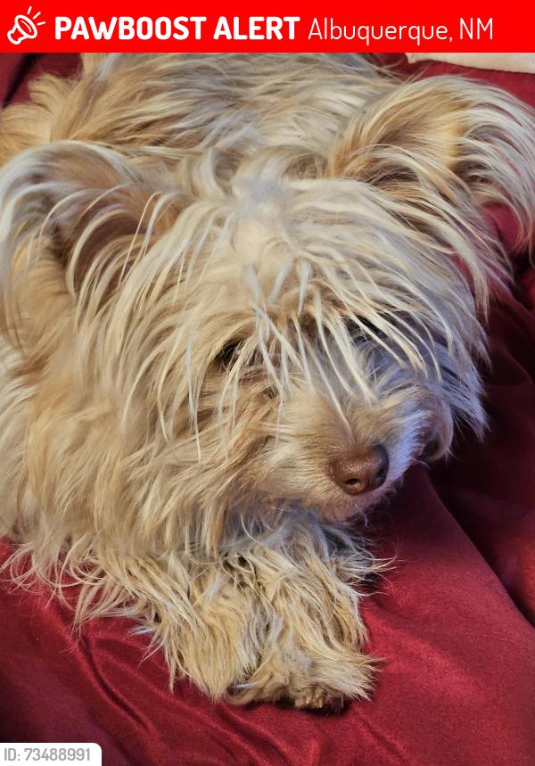 Lost Female Dog last seen Tapia and Jerry rd, Albuquerque, NM 87105