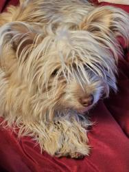 Lost Female Dog last seen Tapia and Jerry rd, Albuquerque, NM 87105