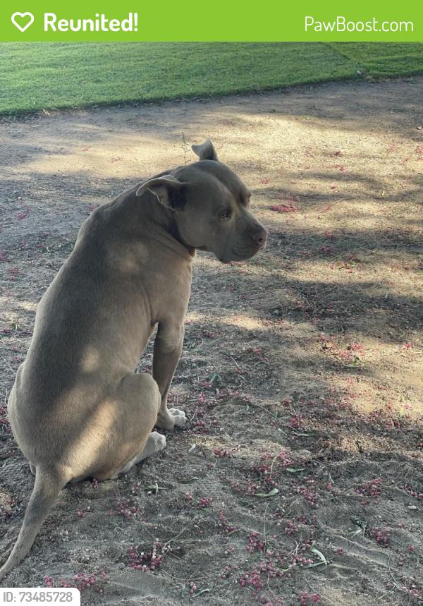 Reunited Male Dog last seen Daisy Ln and Eaby Rd, Phelan, CA 92371