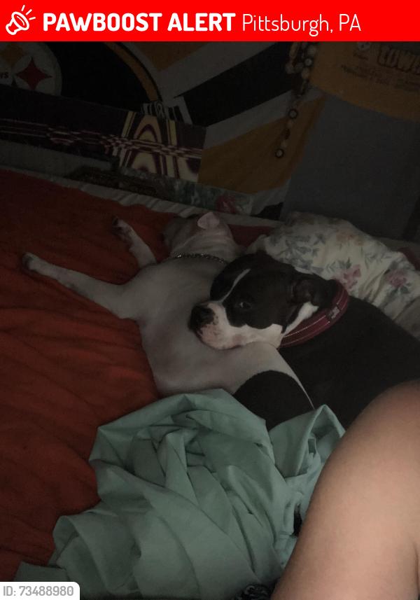 Lost Male Dog last seen courtright st, Pittsburgh, PA 15212