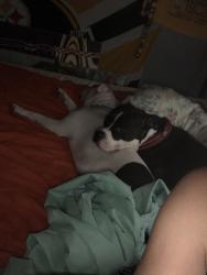 Lost Male Dog last seen courtright st, Pittsburgh, PA 15212