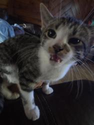 Lost Female Cat last seen Near valley vista dr, Grapevine, TX 76051