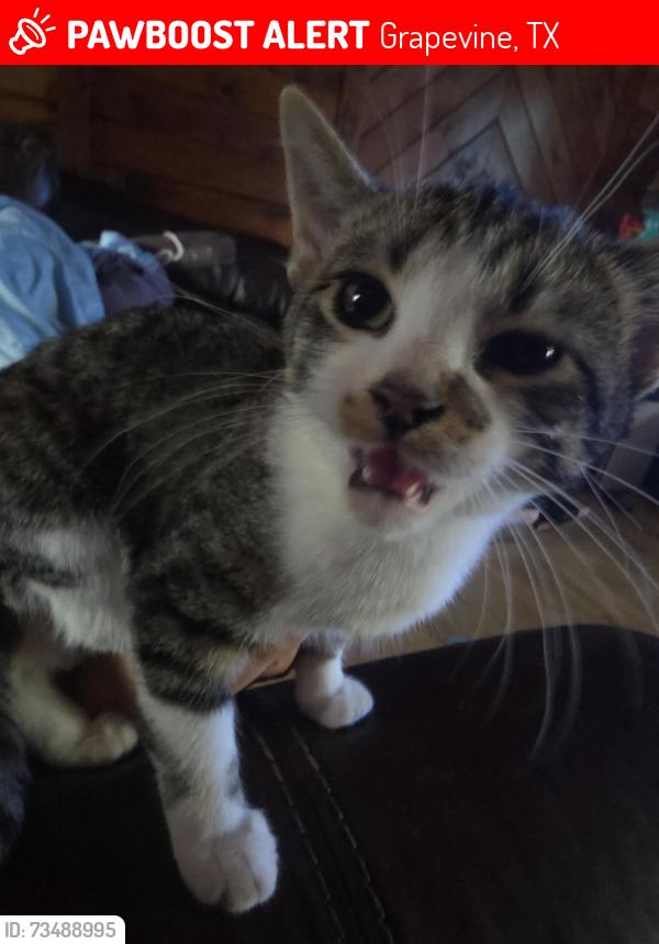Lost Female Cat last seen Near valley vista dr, Grapevine, TX 76051