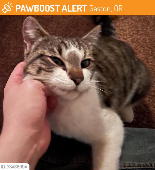 Found/Stray Unknown Cat last seen Upper Laurelwood Rd, Gaston, OR 97119