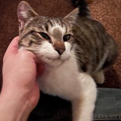 Found/Stray Unknown Cat last seen Upper Laurelwood Rd, Gaston, OR 97119