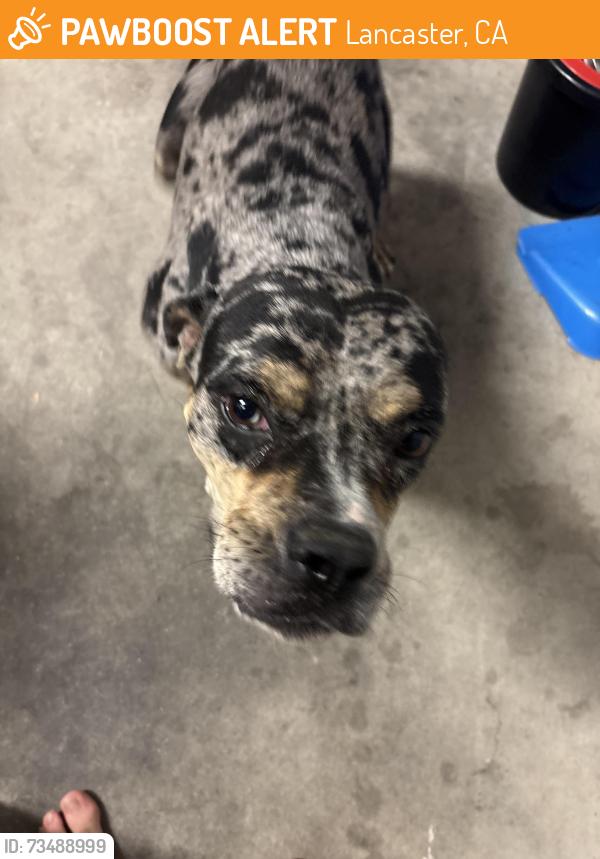 Found/Stray Female Dog last seen By Quartz Hill High School and Joe Walker Middle School, Lancaster, CA 93536