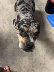 Found/Stray Female Dog last seen By Quartz Hill High School and Joe Walker Middle School, Lancaster, CA 93536