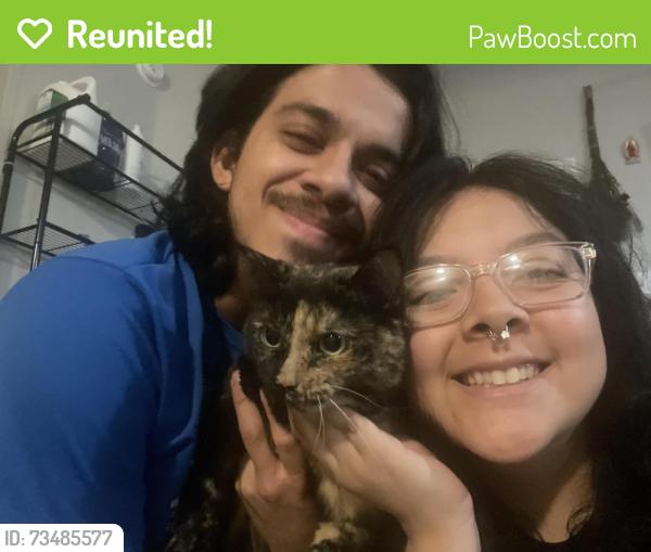 Reunited Female Cat last seen South Westmoreland & Gannon Ln, Near Joe V’s Smartshop, Dallas, TX 75237