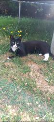 Lost Male Cat last seen ip300be, Great Green, England IP30 0BE