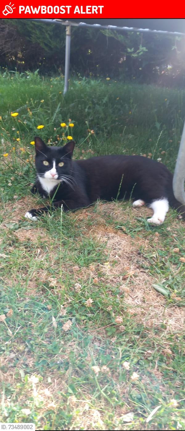 Lost Male Cat last seen ip300be, Great Green, England IP30 0BE