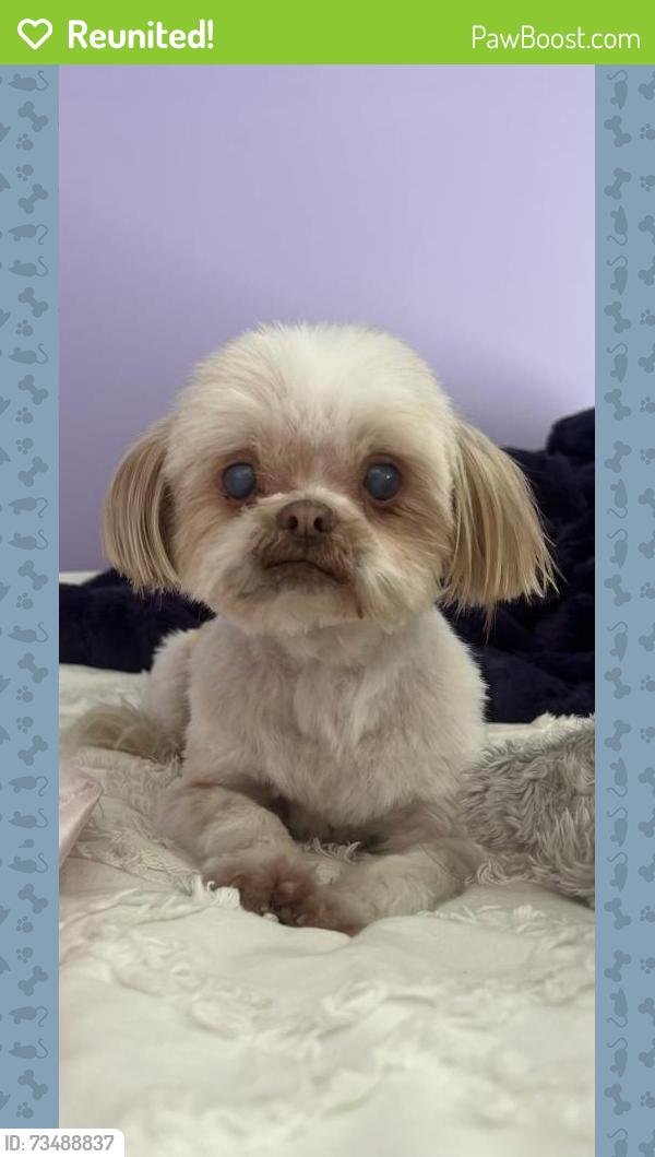 Reunited Female Dog last seen Ellingson & San Ramon Valley Blvd, San Ramon, CA 94583