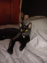 Reunited Female Cat last seen 33rd & blue ridge, Independence, MO 64052