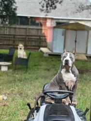Reunited Female Dog last seen Near poppy st lakejackson tx 77566, Lake Jackson, TX 77566