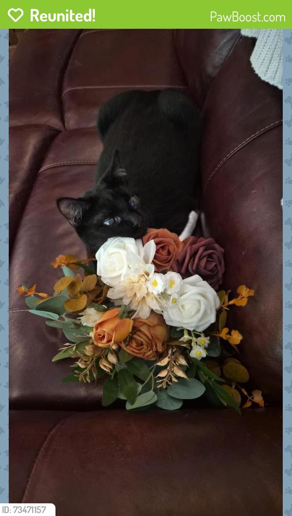 Reunited Female Cat last seen Park dr, Benbrook, TX 76126
