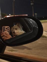 Reunited Female Dog last seen Pine Tree Cir W, Fort Worth, TX 76244, USA, Fort Worth, TX 76244