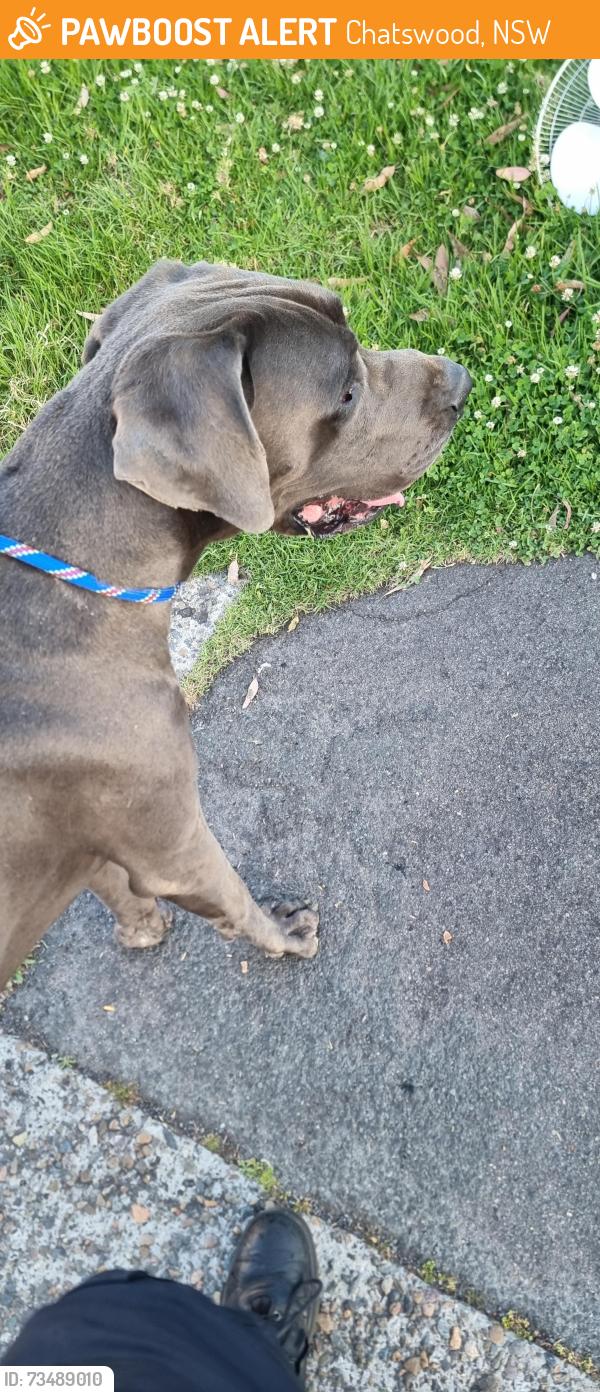 Found/Stray Male Dog last seen PetO Chatswood, Chatswood, NSW 2067