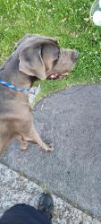 Found/Stray Male Dog last seen PetO Chatswood, Chatswood, NSW 2067