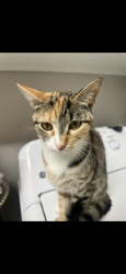 Lost Female Cat last seen Alpharetta, Alpharetta, GA 30022