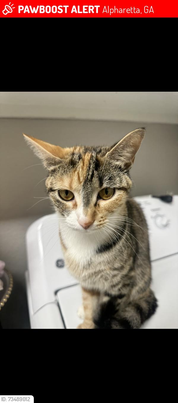 Lost Female Cat last seen Alpharetta, Alpharetta, GA 30022