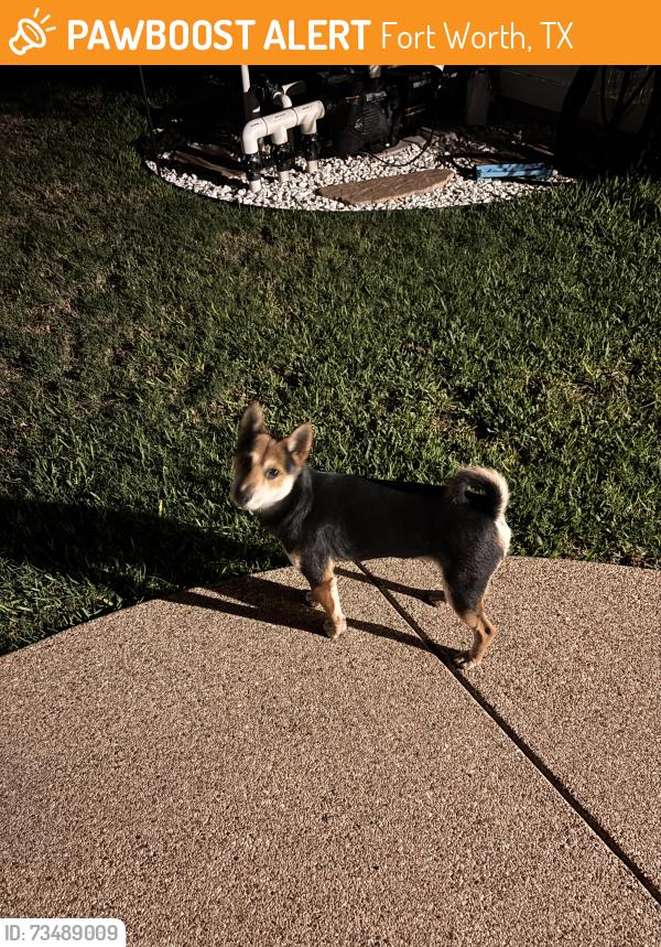 Found/Stray Male Dog last seen Westpoint Blvd and Burlington Ave, Fort Worth, TX 76108