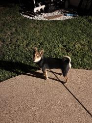 Found/Stray Male Dog last seen Westpoint Blvd and Burlington Ave, Fort Worth, TX 76108