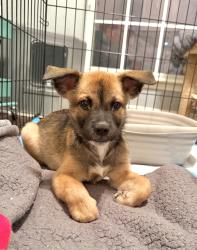 Reunited Female Dog last seen Audelia and Apple Creek Drive, Dallas, TX 75243