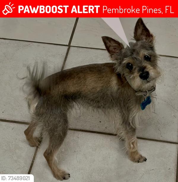 Lost Male Dog last seen Pines village, Pembroke Pines, FL 33023