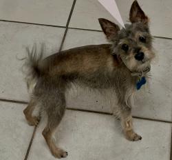 Lost Male Dog last seen Pines village, Pembroke Pines, FL 33023