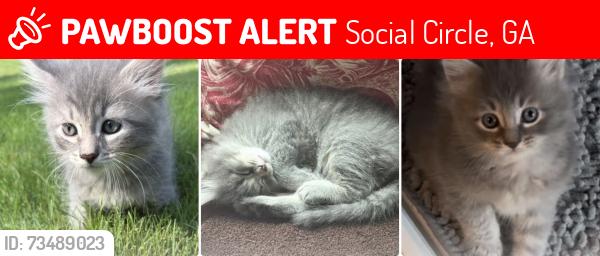 Lost Male Cat last seen Ebenezer Church Rd, Social Circle, GA 30025