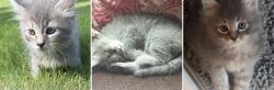 Lost Male Cat last seen Ebenezer Church Rd, Social Circle, GA 30025