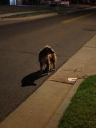 Reunited Unknown Dog last seen NW 46th Terrace & N Ann Arbor Ave, Warr Acres, OK 73122, USA, Warr Acres, OK 73122