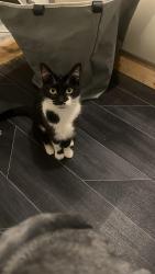 Reunited Female Cat last seen Ballam wood, Rednal, England B45 0BD