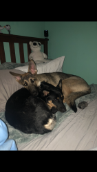 Lost Female Dog last seen Fredericksburg, San Antonio, TX 78229