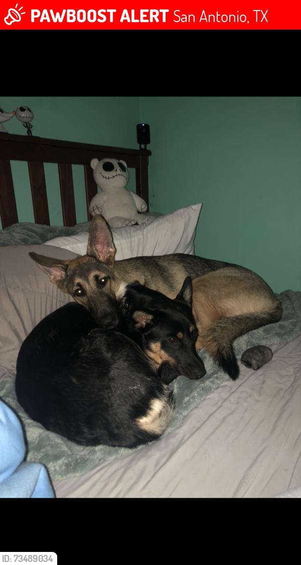 Lost Female Dog last seen Fredericksburg, San Antonio, TX 78229